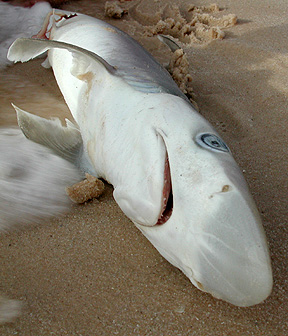 dead-shark.jpg